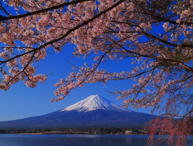 Sakura Journey—Japan in Bloom