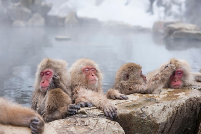 Whispers of Winter—Japan’s Snowy Landscapes