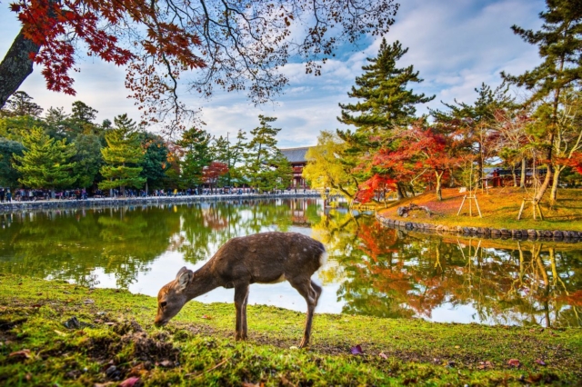 Discover the Magic of Nara Koen Deer: A Complete Visitor Guide